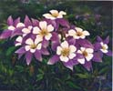Chi Yu - Colorado Columbines
