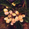 Chi Yu - Ripe Loquats