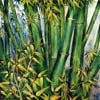 Chi Yu - Bamboo Speaks of Victory