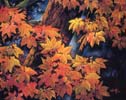 Chi Yu - When Maple Leaves Turn Red