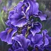 Chi Yu - Spring Purple And Dragon Fly