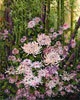 Chi Yu - In My Bamboo Garden 