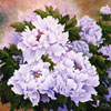 Chi Yu - Peony Flair 